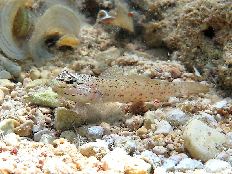 Gobius incognitus (M. Kovacic and R. anda, 2016) vs. Gobius bucchichi (Steindachner,1870)